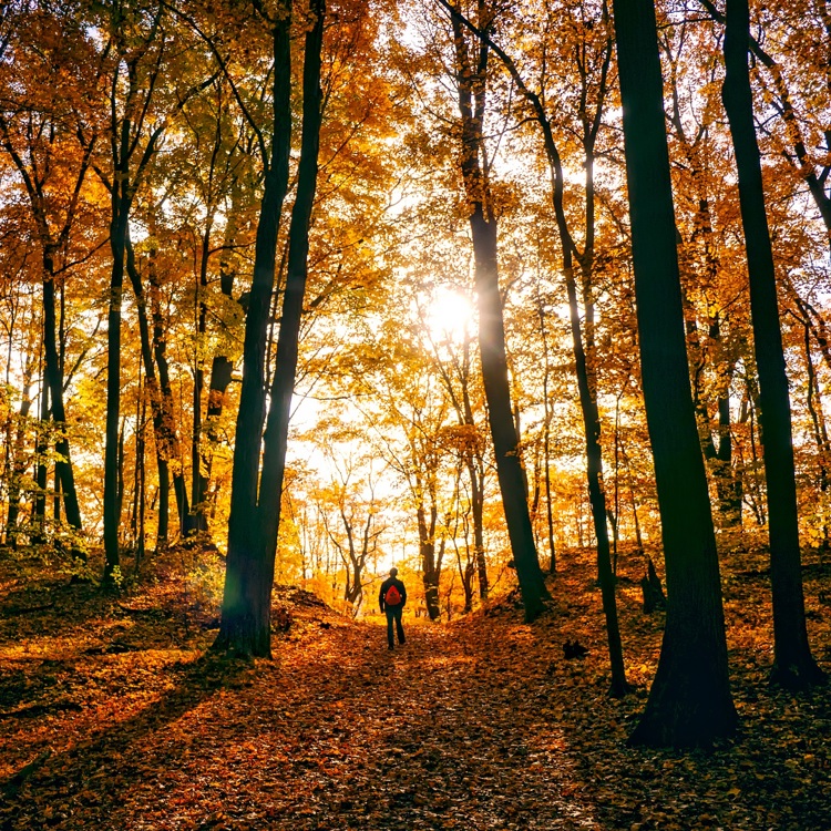 Een wandelaar in het bos met de zon die door door de prachtige herfstbomen schijnt 