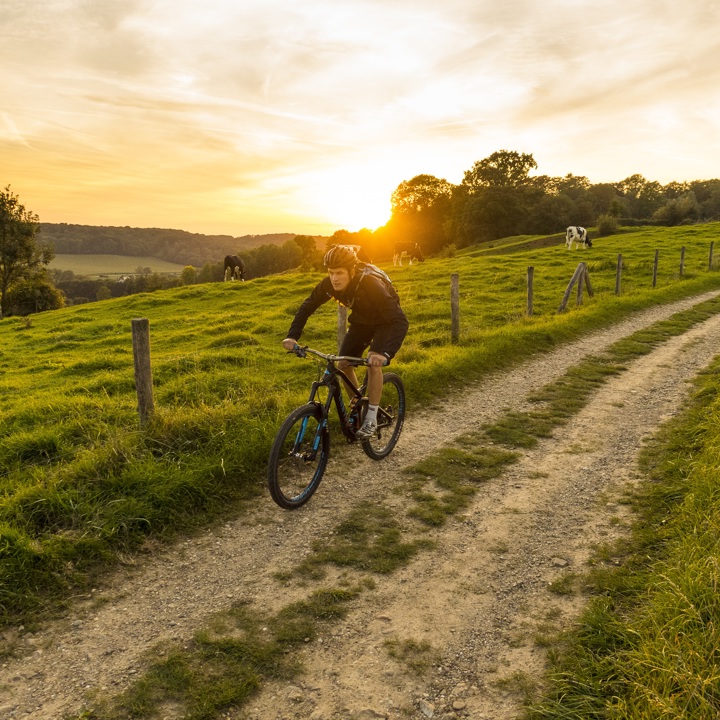 Mountainbiker over pad langs koeien op de Epen-Vijlen route