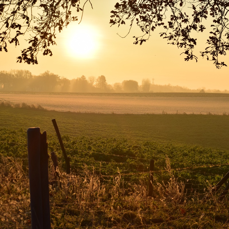 Zonsondergang in een hefstweiland met een gele gloed.