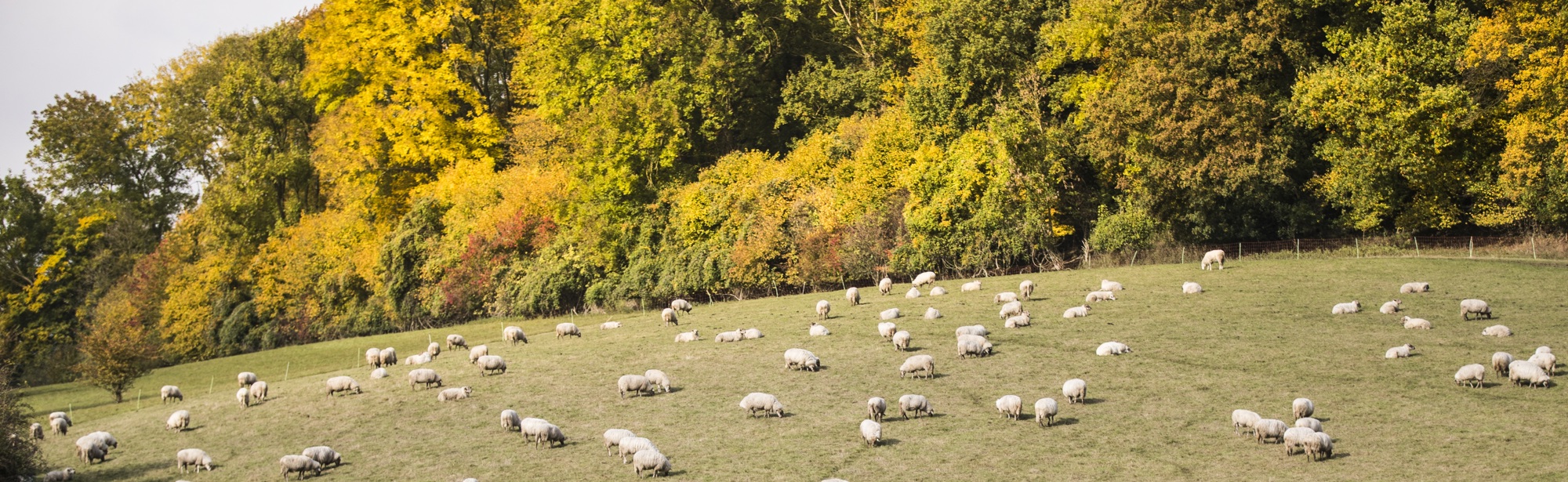 Wei met schaapjes en in de verte prachtige herfstbomen