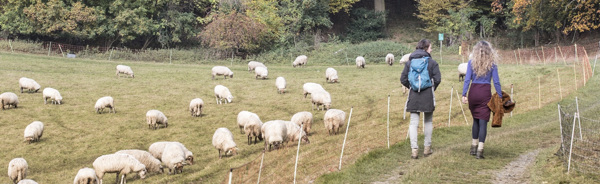 Twee wandelaars lopen richting het bos langs de schapen