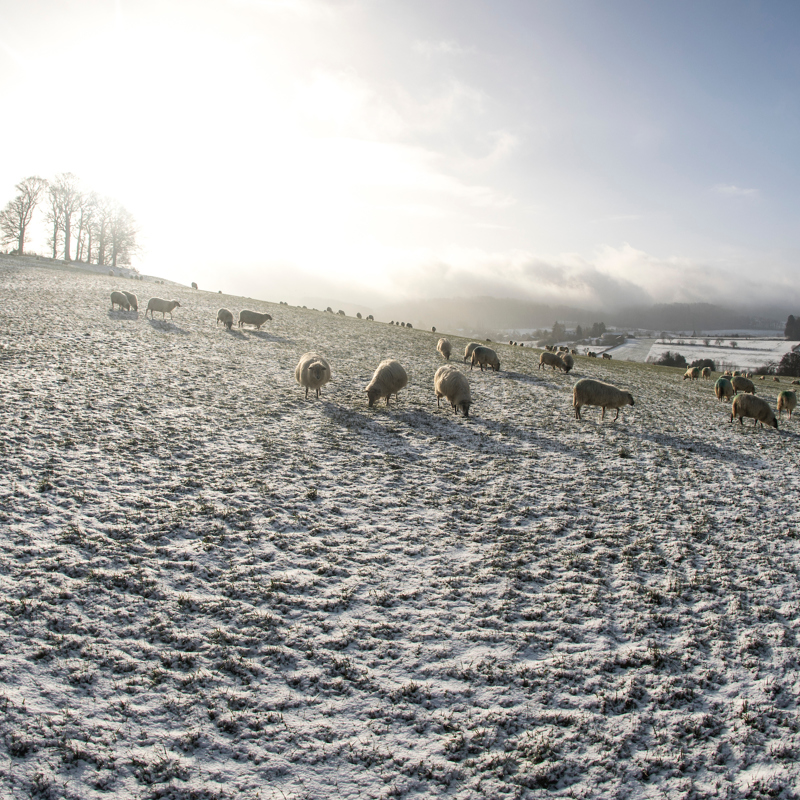 Schapen op besneeuwde weide in het heuvelland