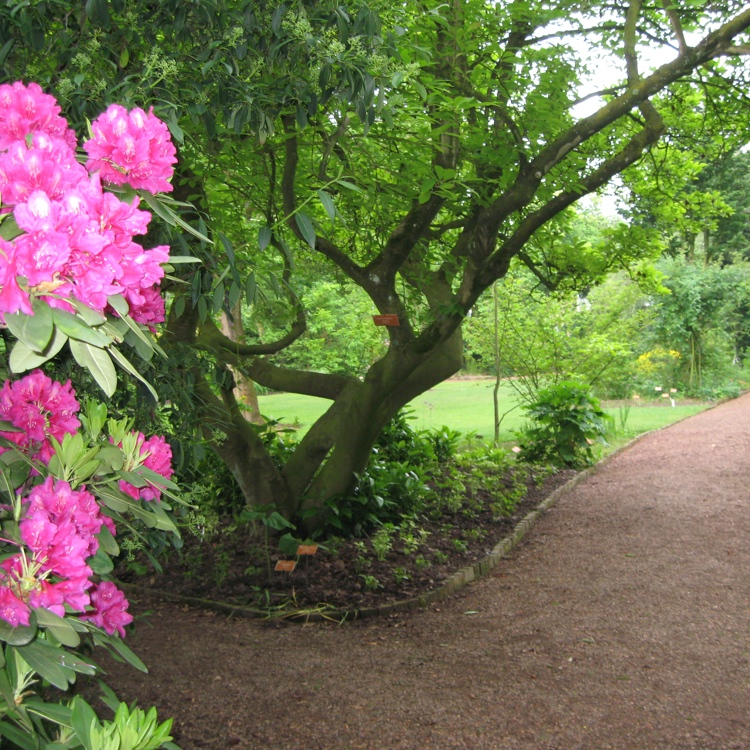 Botanische Tuin met zicht op boom en roze bloemen.