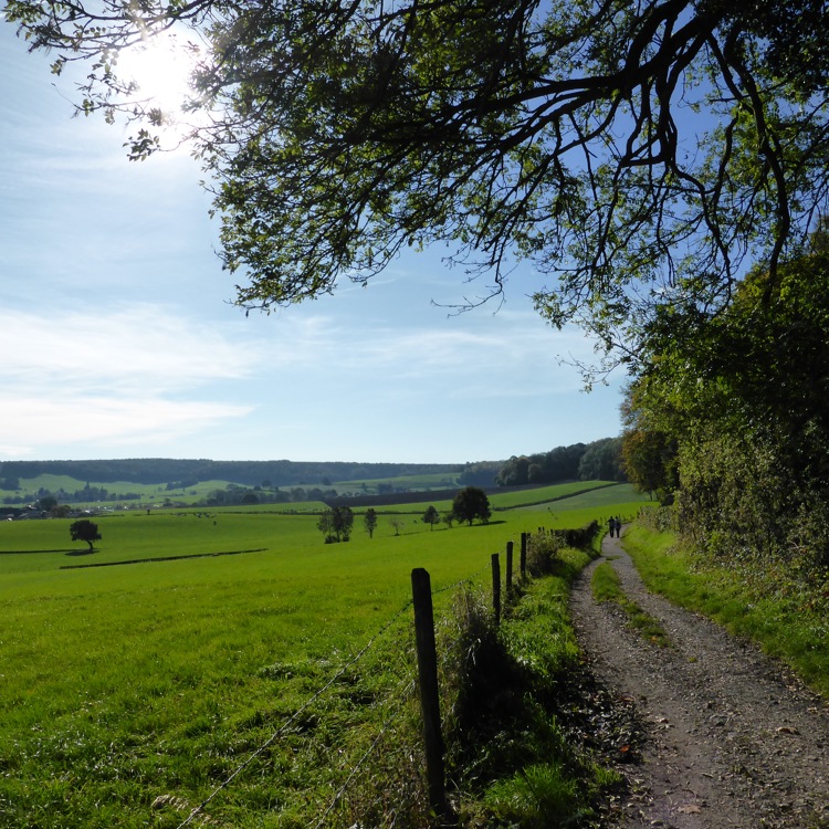 Een wandelpad aan de bosrand van het Bovenste bos