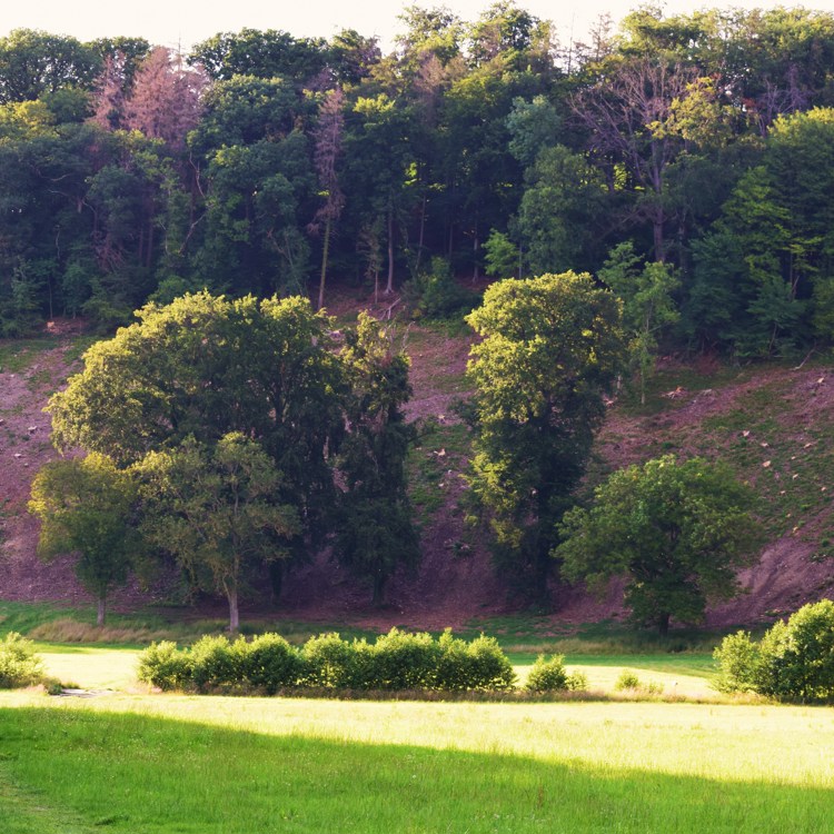 Een steile berg met heide en bomen in Noorbeek