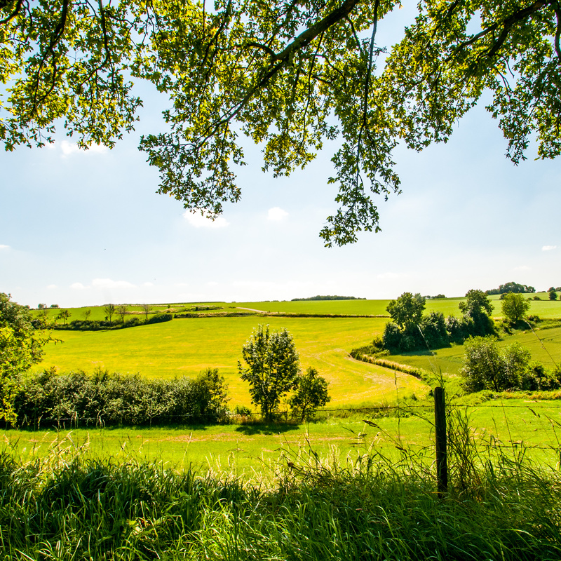 Doorkijkje onder boom naar groen landschap