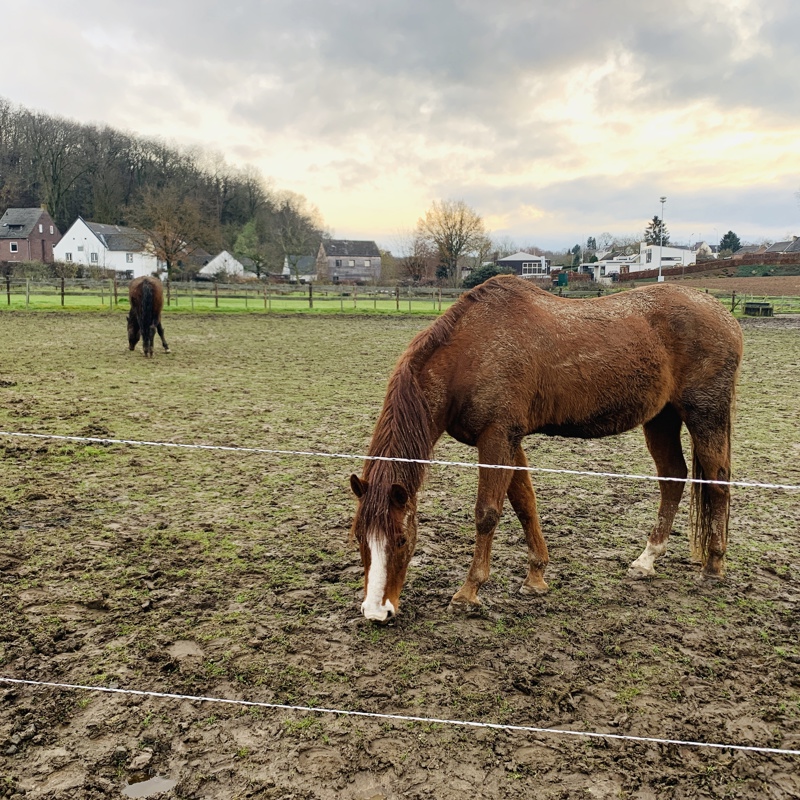 Paarden in de wei in de buurt van Bemelen