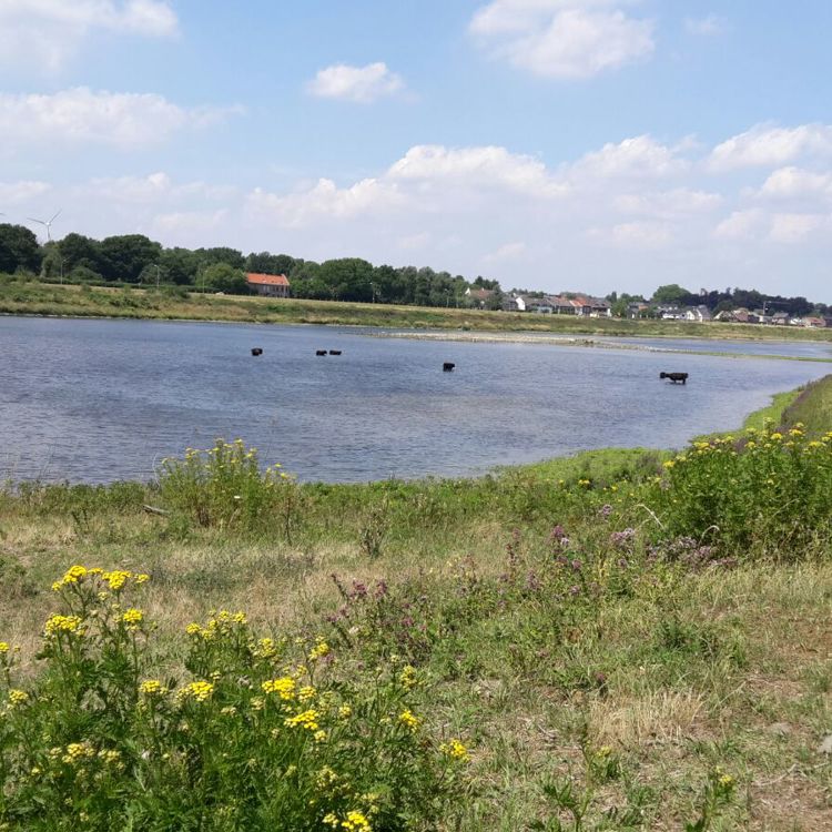 De natuur en de Maas rondom Borgharen