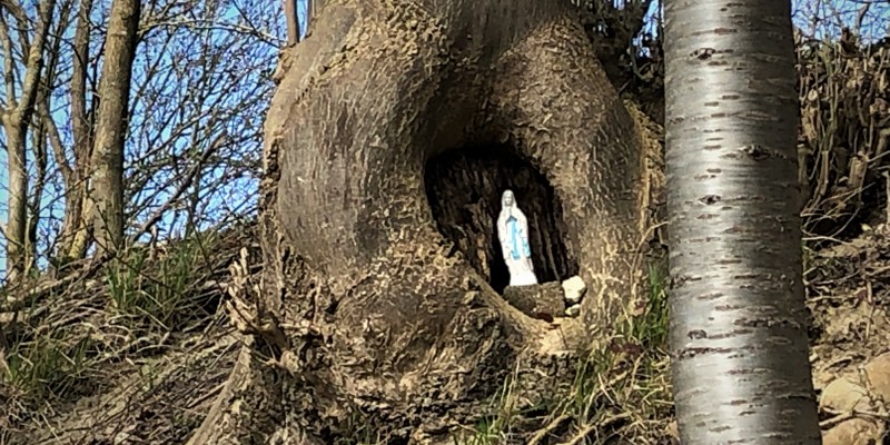 Een mariabeeld staat verstopt in een holletje van een boom