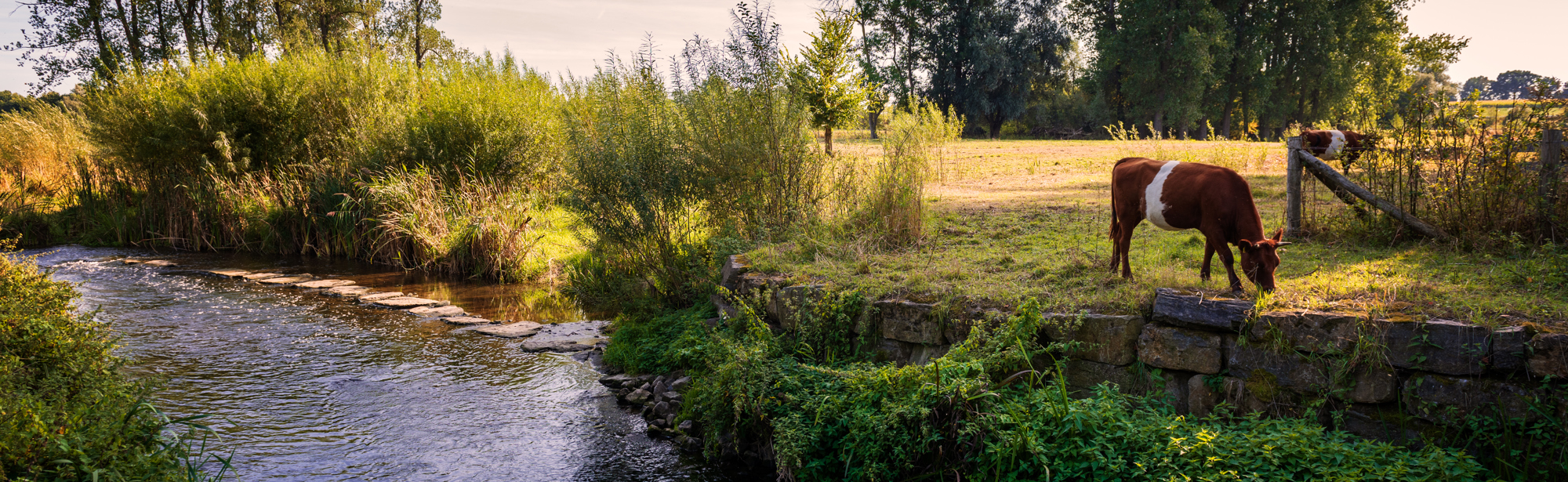 Een koe staat te grazen naast de stromende Geleenbeek