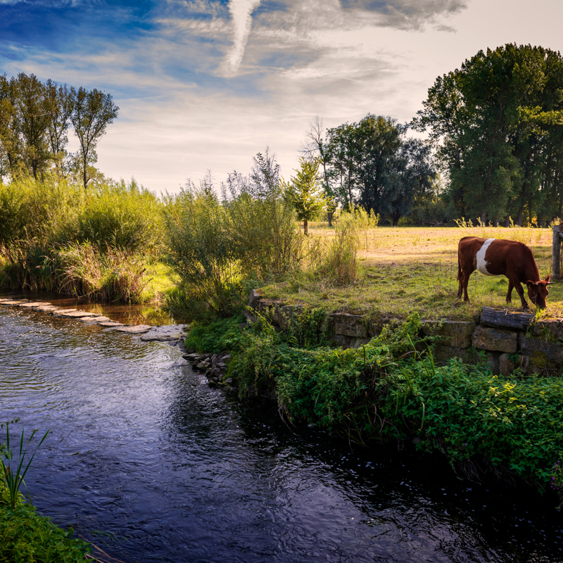 Een koe staat te grazen naast de stromende Geleenbeek