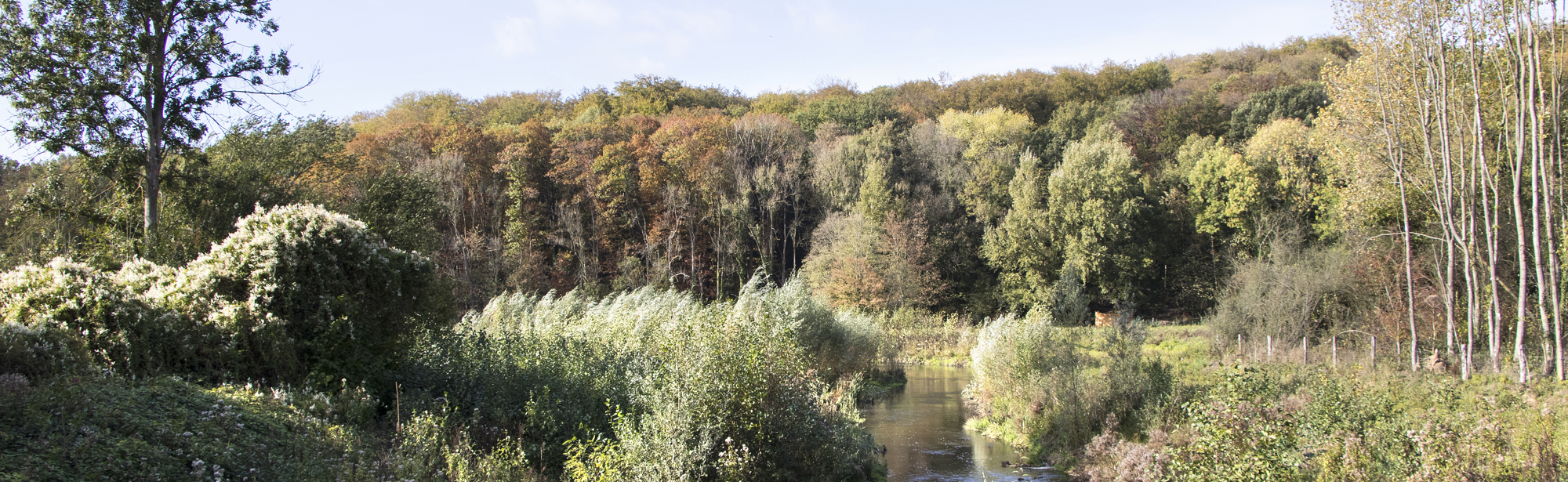 De Geleenbeek stroomt door een natuurlandschap