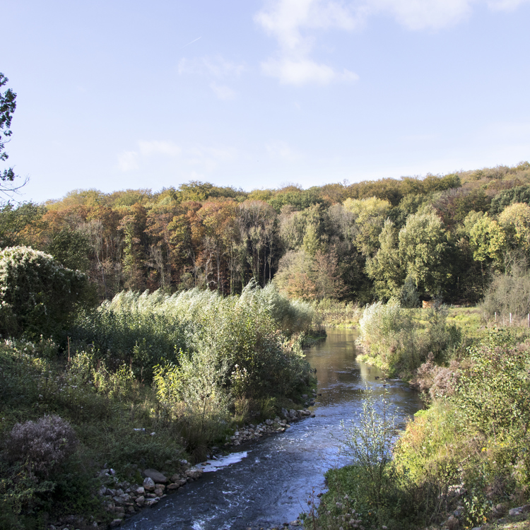 De Geleenbeek stroomt door een natuurlandschap