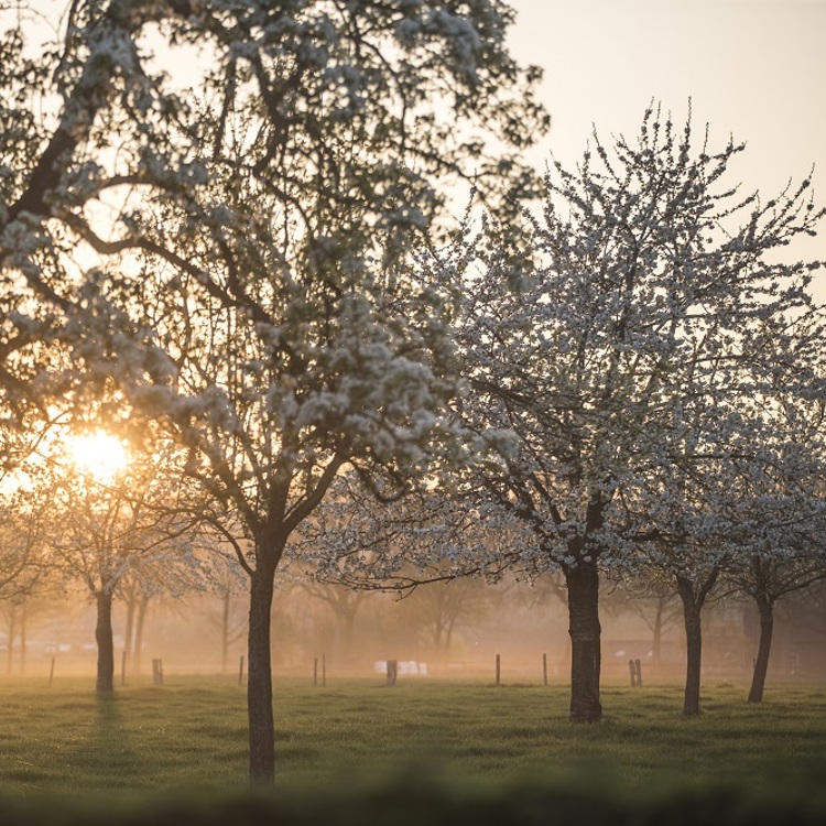 Bloesembomen tijdens zonsopkomst met mistige achtergrond