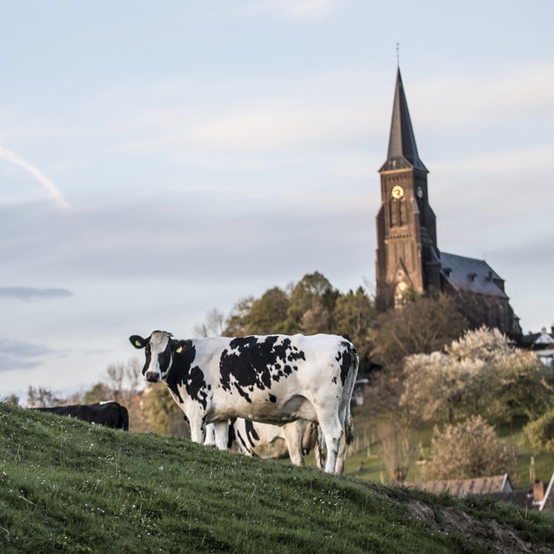 Een koe op een heuvel met de kerk van Vijlen op de achtergrond