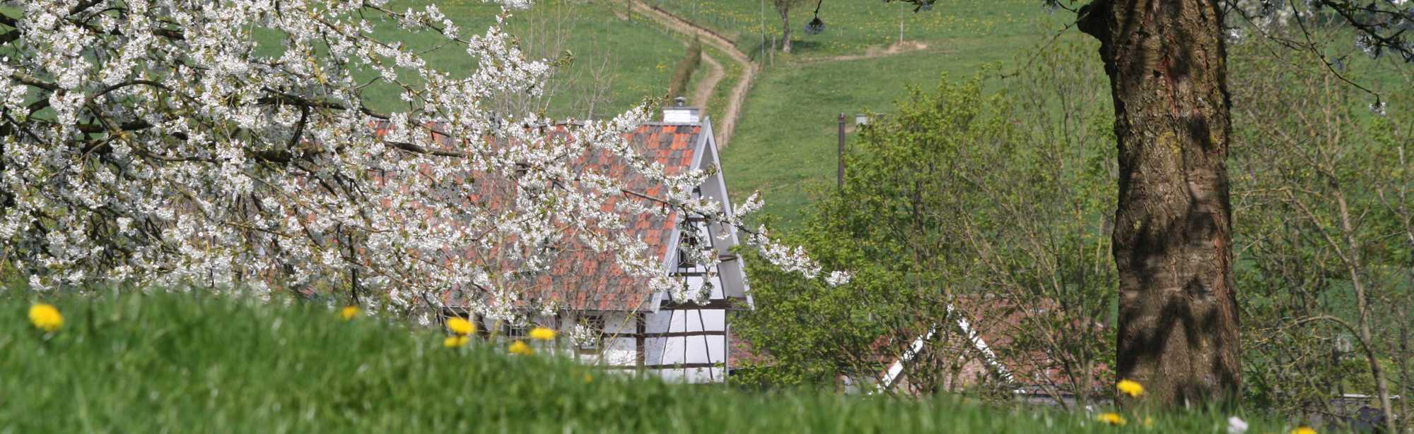 Vakwerkhuis in bloesemlandschap