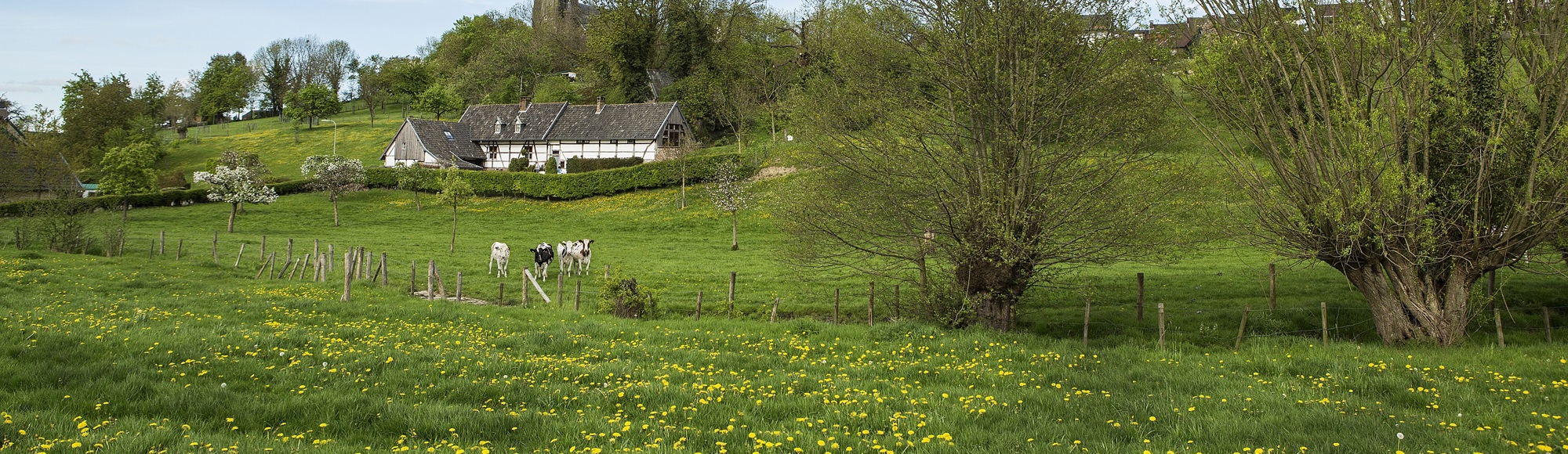 Vakantiehuis De Heerlijkheid Vijlen staat in de wei met kerk op de achtergrond