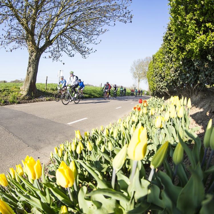 Wielrenners fietsen langs de tulpen langs de weg