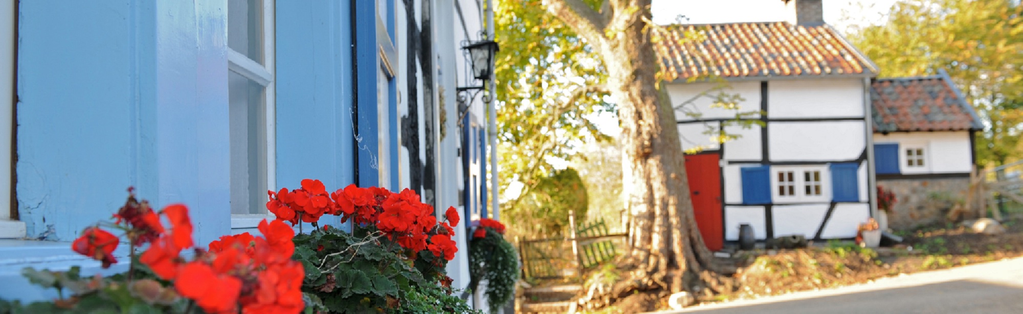 Frisse zomerbloemen voor de kleurrijke vakwerkhuizen