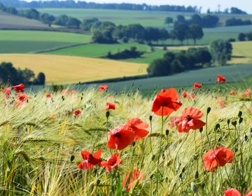 Wilde rode bloemen in een prachtig weids uitzicht over het heuvellandschap