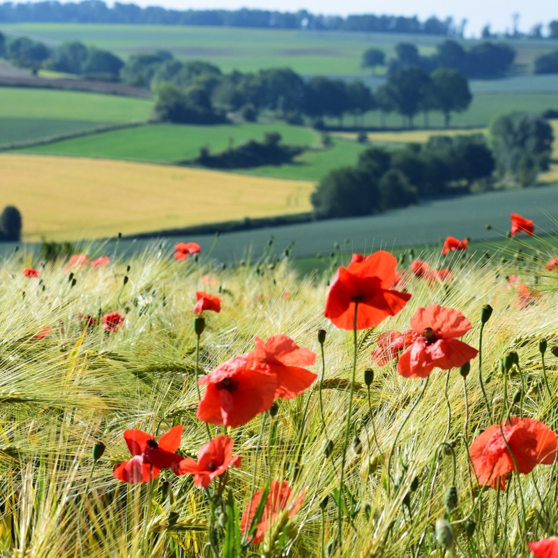 Wilde rode bloemen in een prachtig weids uitzicht over het heuvellandschap