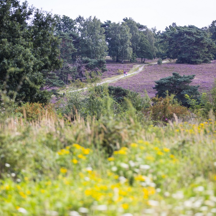 De Brunsummerheide in volle bloei met wandelaar in de verte