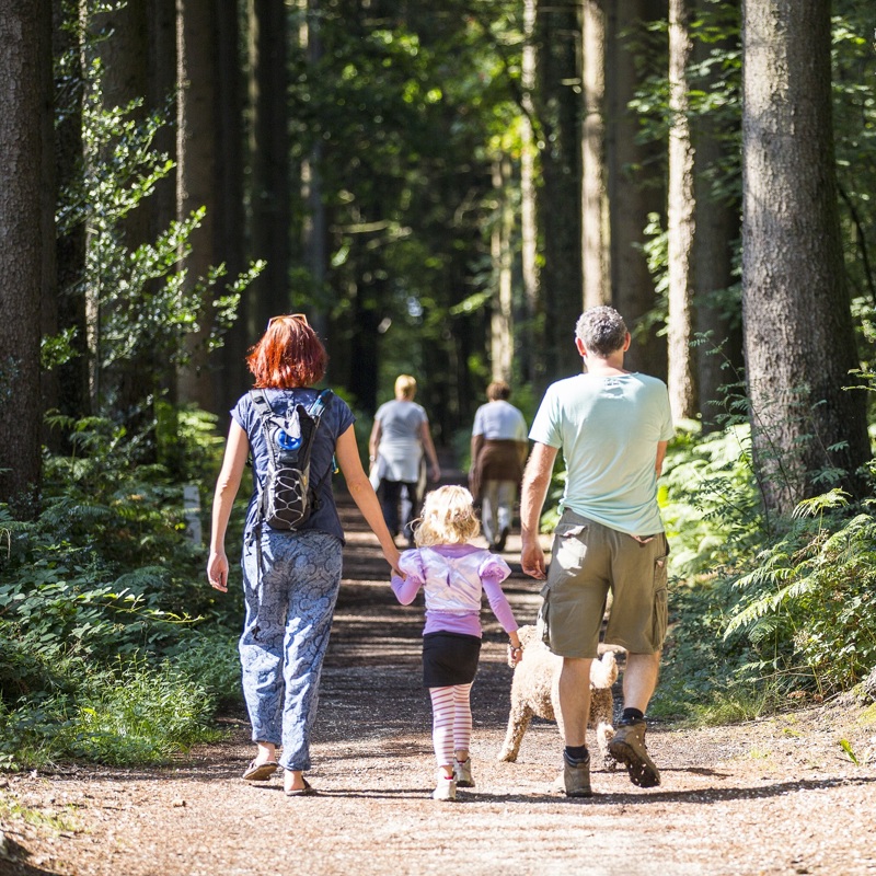 Een familie wandeling met dochtertje en hond door het Vijlenerbos