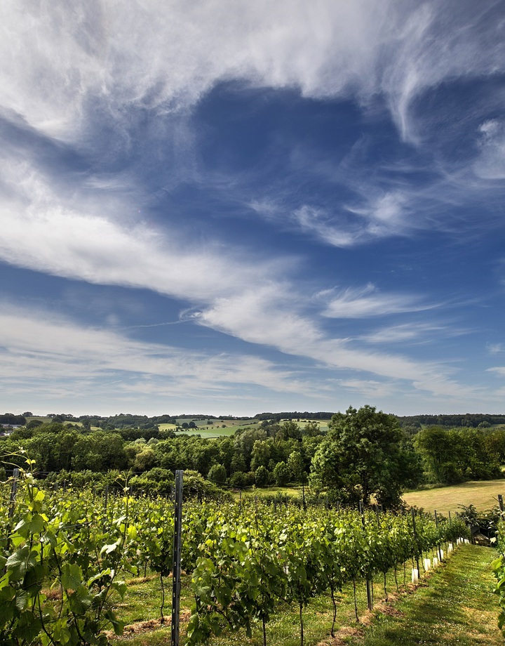 Uitzicht van landschap en wijngaard met Pinot Noir boomgaarden