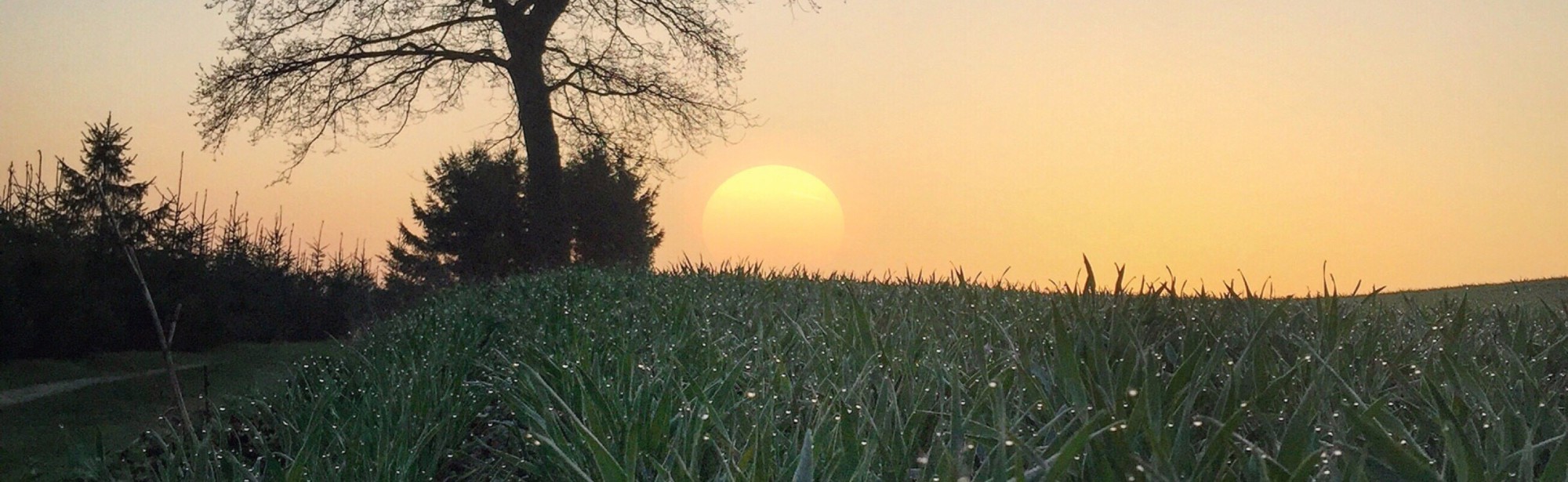 Een vochtig lentelandschap met opkomende zon