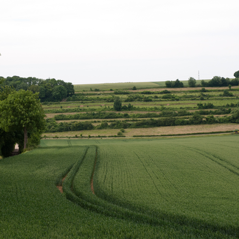 Graften in Vrekelberg met uitzicht over groen landschap