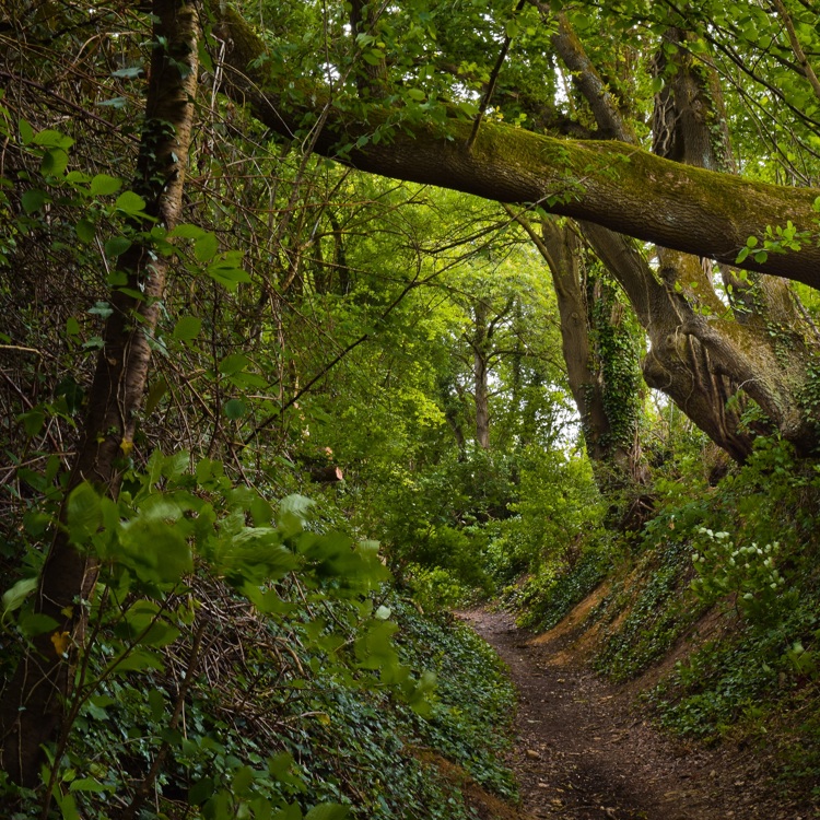 Een holle weg in het bos met afbuigende bomen