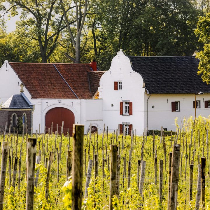 De wijnstokken van wijndomein St. Martinus pronken voor de kasteelhoeve van Château St. Gerlach