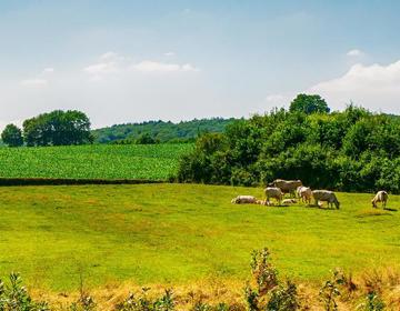 Heuvels Wandeling Voerendaal met koeien op de achtergrond