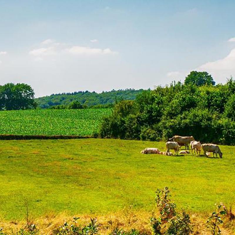 Heuvels Wandeling Voerendaal met koeien op de achtergrond