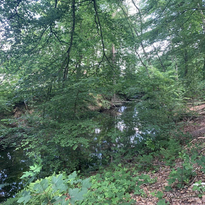 Een beekje in het bos langs de Via Belgica