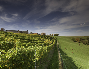 Een blik over de heuvelachtige wijngaard van Domein de Wijngaardsberg in Meerssen