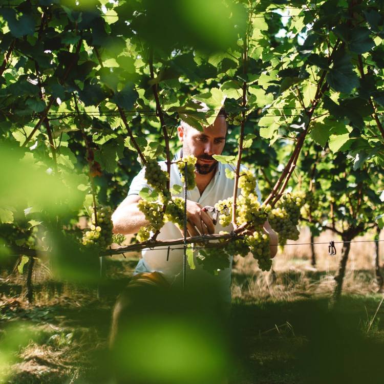 Een man knipt de groene druiven bij Wijngaard Raarberg in Meerssen