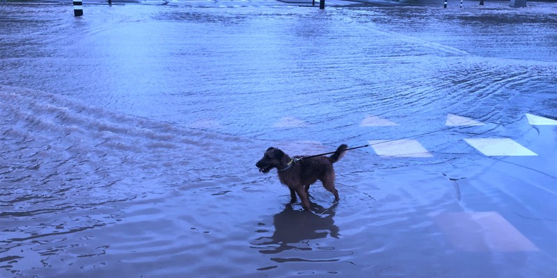 Een hondje loopt door straten die onder water staan