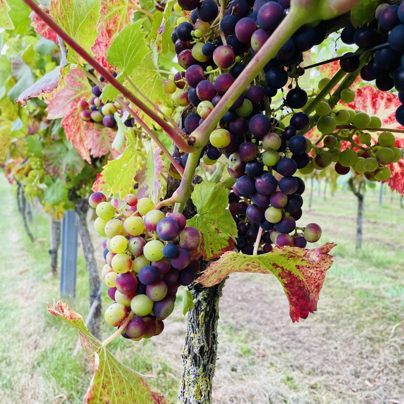 Druifjes groeien in wijngaard in Meerssen