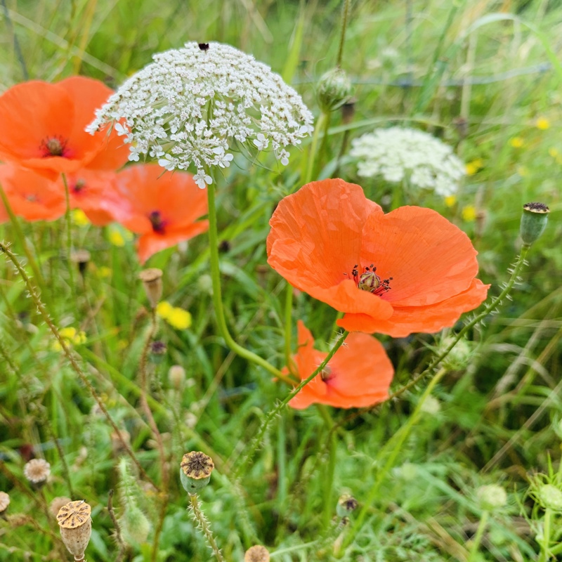 Klaproosjes in Rivierpark Maasvallei