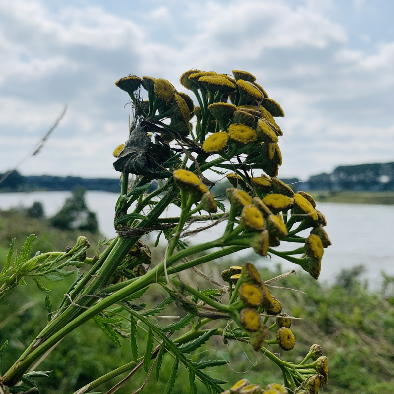 Gele bloemen uitvergroot met op de achtergrond Rivierpark Maasvallei