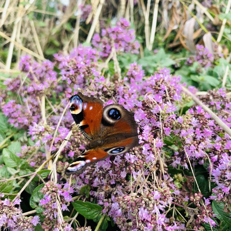 Vlinder in Rivierpark Maasvallei