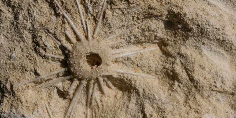 Close-up van mergelsteen met een zee egel afdruk 