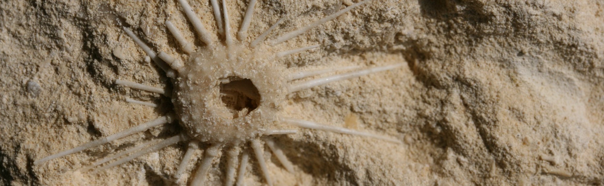 Close-up van mergelsteen met een zee egel afdruk 