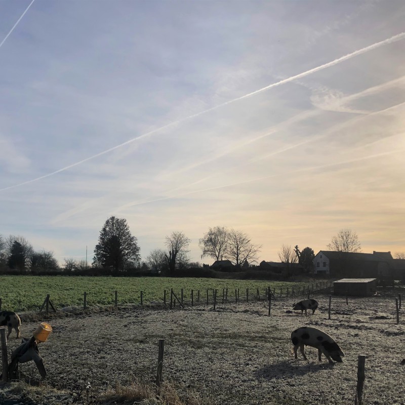 Varkens snuffelen in een winters landschap