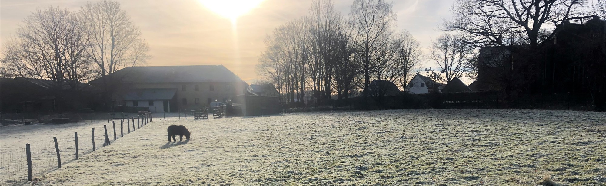 Kleine pony's grazen van een weiland na vorst