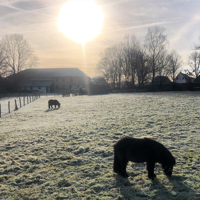 Kleine pony's grazen van een weiland na vorst