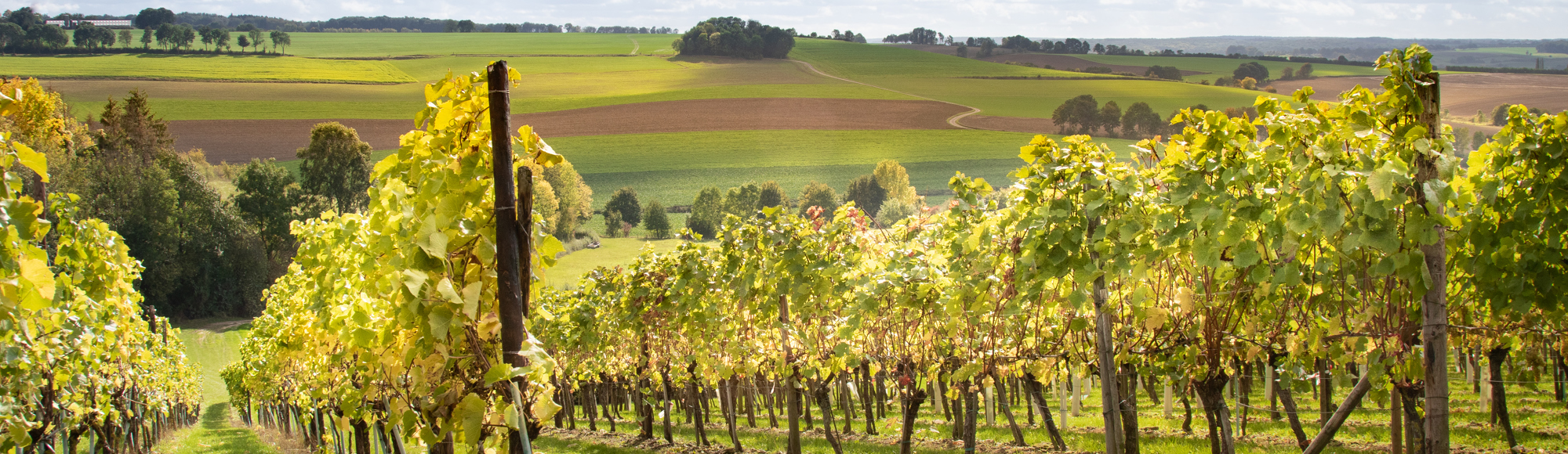 Wijngaarde in de zon met op de achtergrond het glooiende limburgse heuvelland. 