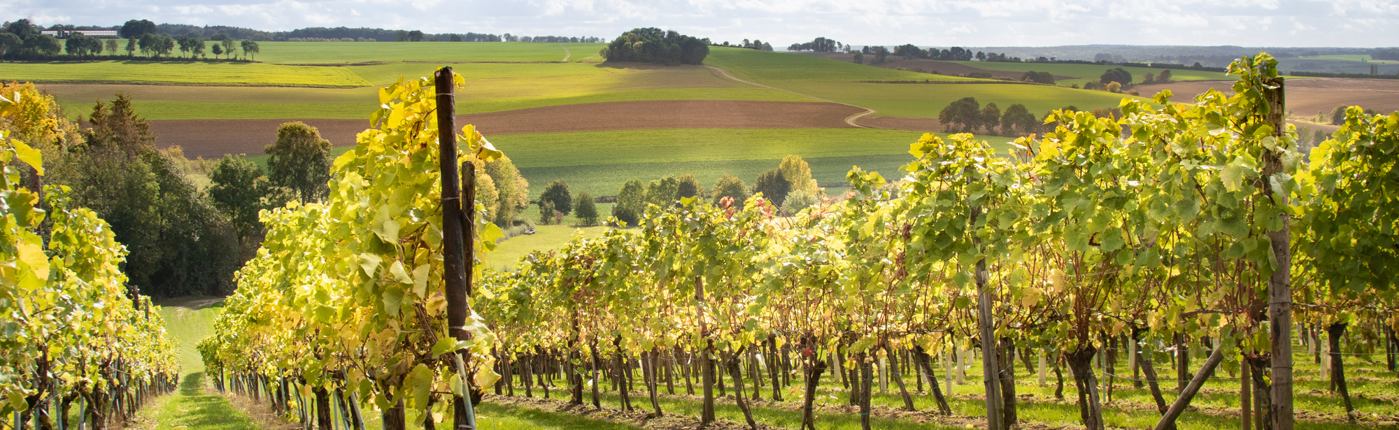 Wijngaarde in de zon met op de achtergrond het glooiende limburgse heuvelland. 
