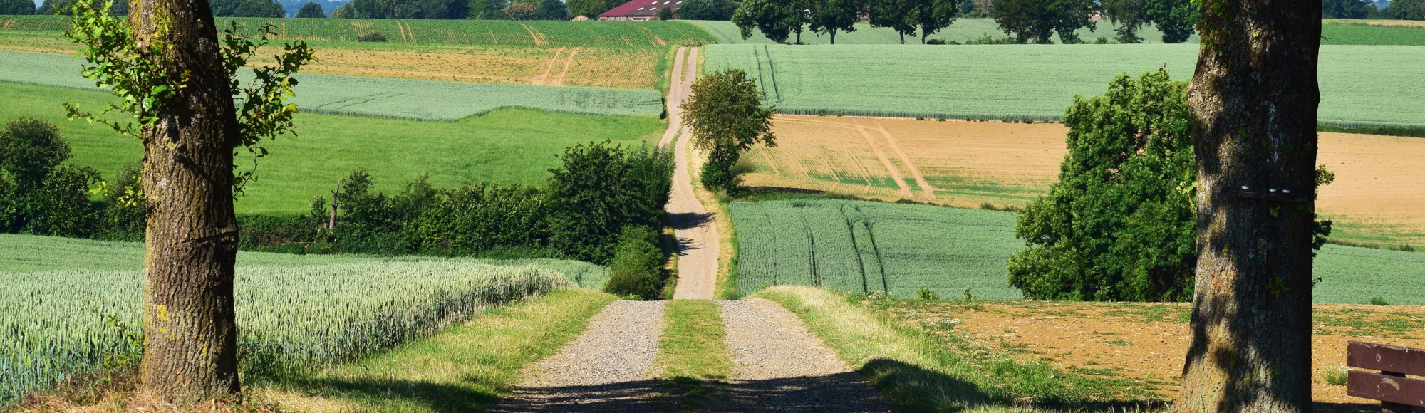 Twee bomen met in het midden een glooiende weg richting het heuvelland, met weilanden aan twee kanten. 